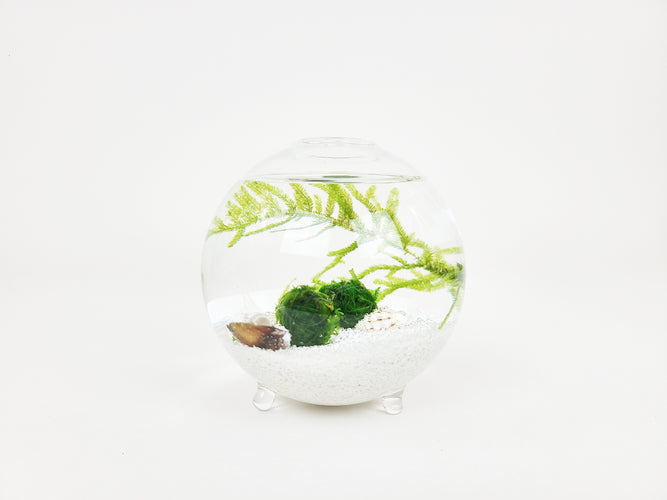 Nano Terrariums