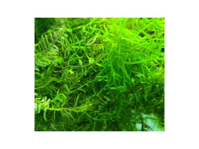 Live Aquarium Moss