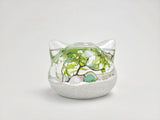 Big Cat Crystal Nano Java Moss Ball Terrarium