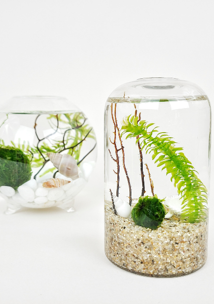 Cy Java Moss Ball Terrarium by TMBS