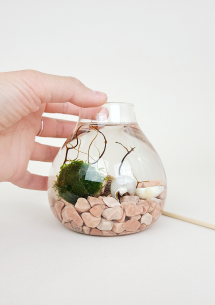 Jo Java Moss Ball Terrarium by TMBS