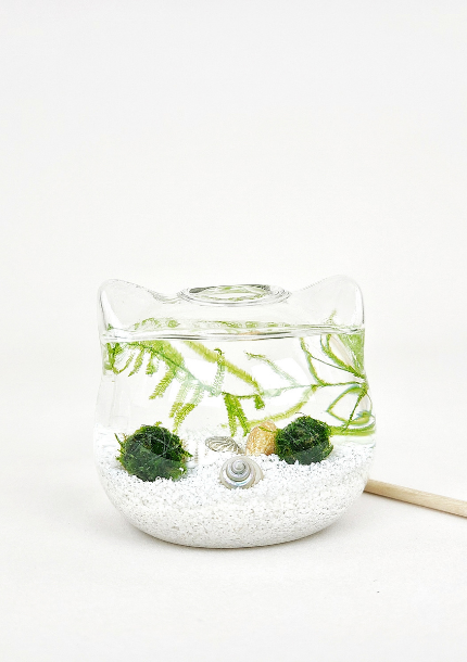 Cat Ears Java Moss Ball Terrarium by TMBS