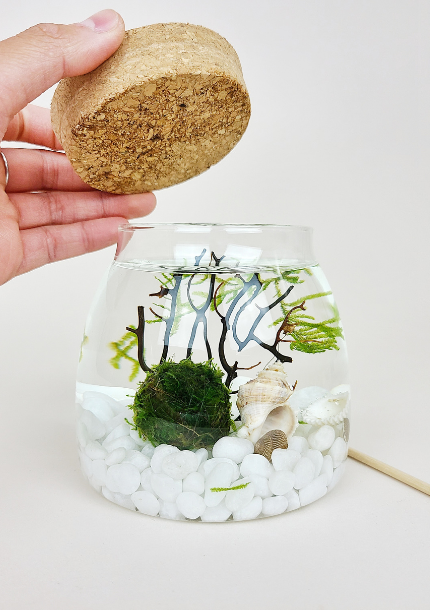 Ro Java Moss Ball Terrarium by TMBS