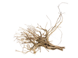 Tigerwood Showpiece [TW-T104]