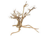 Tigerwood Showpiece [TW-T107]