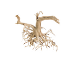 Tigerwood Showpiece [TW-T108]