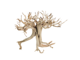 Tigerwood Showpiece [TW-T108]