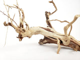 Tigerwood - The Moss Boss Studio