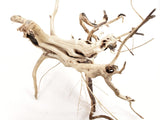 Tigerwood - The Moss Boss Studio