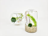 Cy Nano Java Moss Ball Terrarium - The Moss Boss Studio