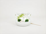 Big Cat Nano Java Moss Ball Terrarium - The Moss Boss Studio