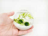 Nano Globe Java Moss Ball Terrarium - The Moss Boss Studio