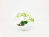 Nano Globe Java Moss Ball Terrarium - The Moss Boss Studio