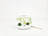 Cat Ears Nano Java Moss Ball Terrarium - The Moss Boss Studio