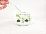 Cat Ears Nano Java Moss Ball Terrarium - The Moss Boss Studio
