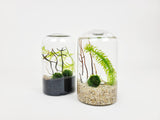 Cy Nano Java Moss Ball Terrarium - The Moss Boss Studio