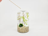 Cy Nano Java Moss Ball Terrarium - The Moss Boss Studio
