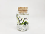 Eli Nano Java Moss Ball Terrarium - The Moss Boss Studio