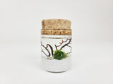 Rae Java Moss Ball Terrarium - The Moss Boss Studio