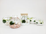 Cat Ears Nano Java Moss Ball Terrarium - The Moss Boss Studio