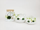 Cat Ears Nano Java Moss Ball Terrarium - The Moss Boss Studio