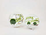 Nano Globe Java Moss Ball Terrarium - The Moss Boss Studio