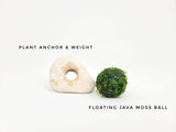 Floating Java Moss Ball with Plant Anchor Stone - The Moss Boss Studio