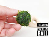 Floating Java Moss Ball with Plant Anchor Stone - The Moss Boss Studio