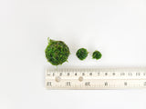 Nano Java Moss Ball - The Moss Boss Studio