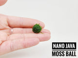 Nano Java Moss Ball - The Moss Boss Studio