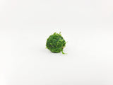 Nano Java Moss Ball - The Moss Boss Studio