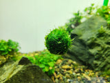 Floating Java Moss Ball with Plant Anchor Stone - The Moss Boss Studio