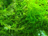 Java Moss (Taxiphyllum Barbieri) - The Moss Boss Studio
