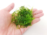 Java Moss (Taxiphyllum Barbieri) - The Moss Boss Studio