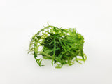 Java Moss (Taxiphyllum Barbieri) - The Moss Boss Studio
