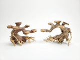 Bonsai Driftwood Tree