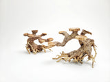 Bonsai Driftwood Tree