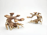 Bonsai Driftwood Tree