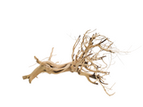 Tigerwood Showpiece [TW-T102]