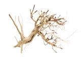 Tigerwood Showpiece [TW-T102]