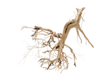 Tigerwood Showpiece [TW-T102]